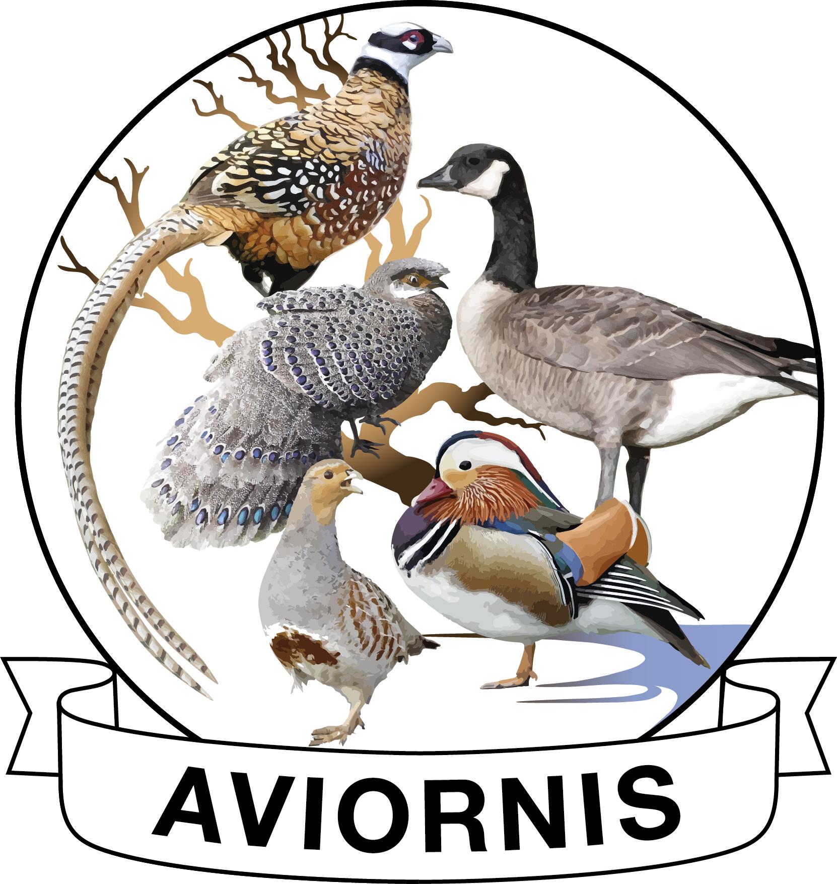 Aviornis logo