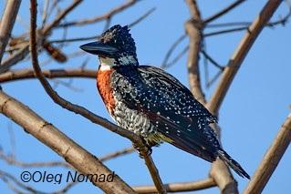 Afrikaanse reuzenijsvogel