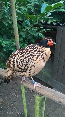 Cabot Tragopan